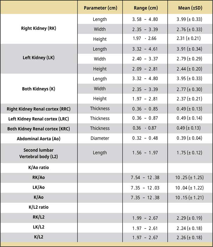 Dimensions of normal feline kidneys