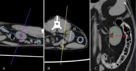 dimensions normal feline kidneys img1