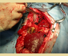 The gallbladder mucocele in dogs