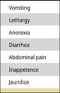 The gallbladder mucocele in dogs