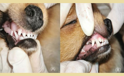 Orthodontic movement of mandibular canine tooth in dogs