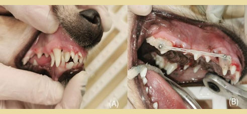 Orthodontic movement of mandibular canine tooth in dogs