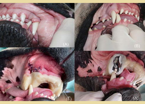 Orthodontic movement of mandibular canine tooth in dogs