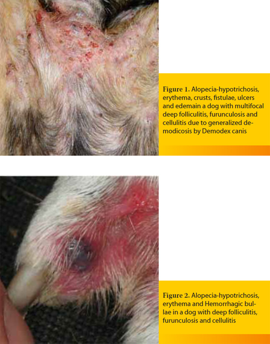 Dermatologic emergencies in the dog and the cat