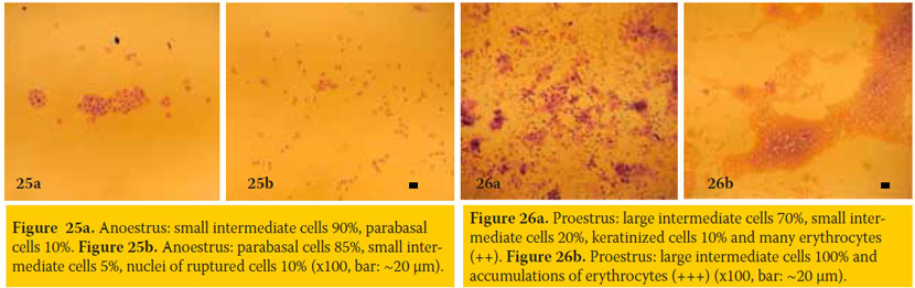 Vaginal smear cytological examination of the bitch