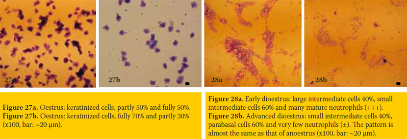 Vaginal smear cytological examination of the bitch