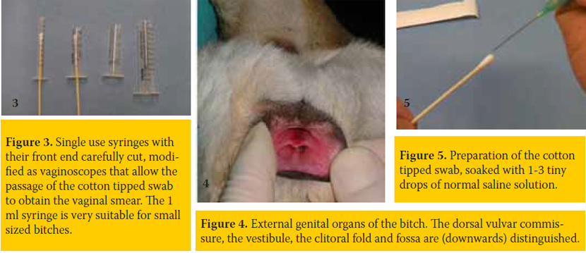 Vaginal smear cytological examination of the bitch