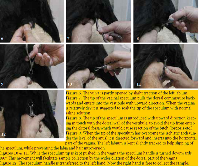 Vaginal smear cytological examination of the bitch