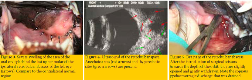 Nictitating membrane prolapse and eye tumefaction in a dog.