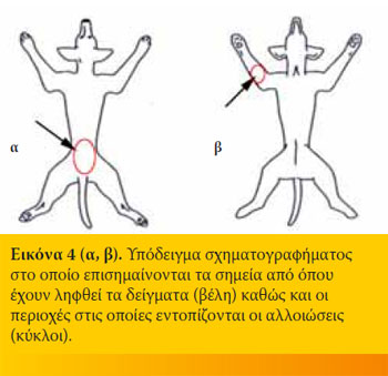 Η διαχείριση των ιστολογικών δειγμάτων από τον κλινικό κτηνίατρο από την λήψη τους έως το ιστοπαθολογικό εργαστήριο