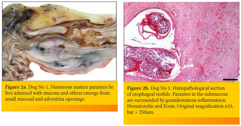 Spirocerca lupi-associated pyothorax in two dogs