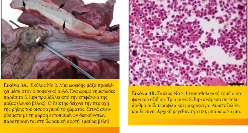 Πυοθώρακας λόγω παρασίτωσης από Spirocerca lupi σε δύο σκύλους 