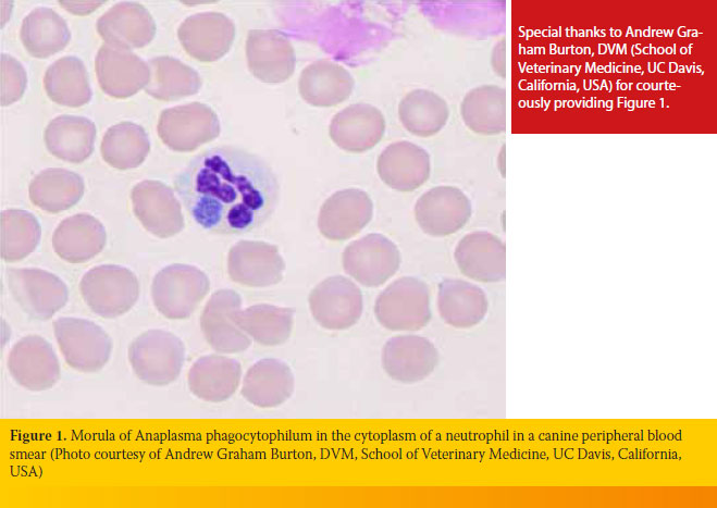 Canine granulocytic anaplasmosis in Europe