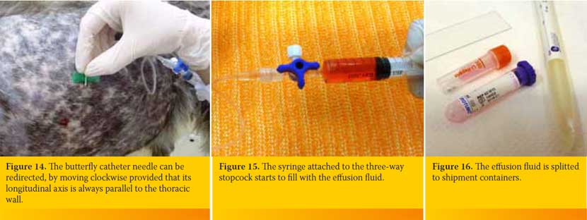 Pleural cavity puncture (Thoracocentisis) in the dog