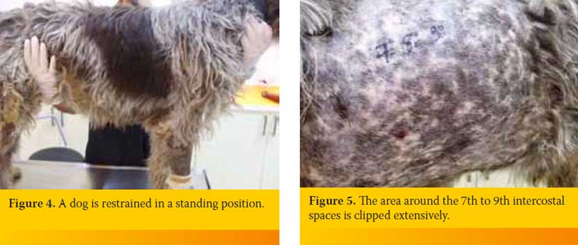 Pleural cavity puncture (Thoracocentisis) in the dog