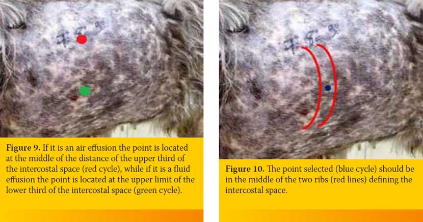 Pleural cavity puncture (Thoracocentisis) in the dog