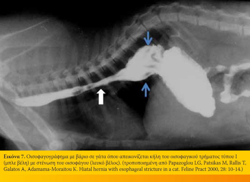 Νεότερες απόψεις για την κήλη του οισοφαγικού τρήματος στο σκύλο και τη γάτα 