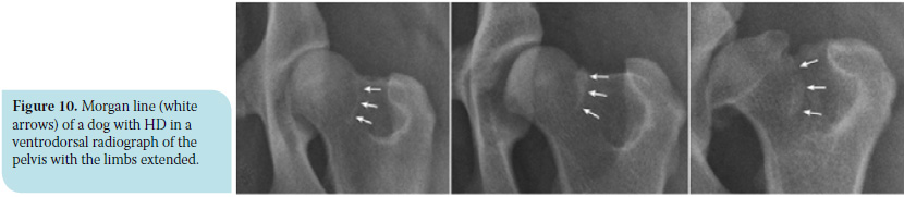 Canine hip dysplasia