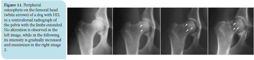 Canine hip dysplasia