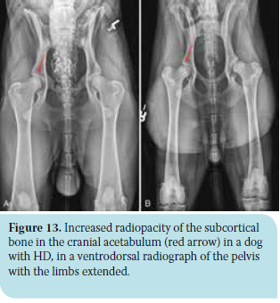 Canine hip dysplasia