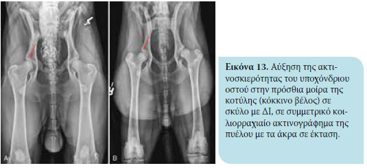 Η δυσπλασία του ισχίου στον σκύλο