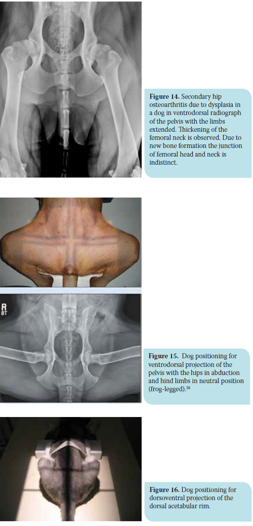 Canine hip dysplasia