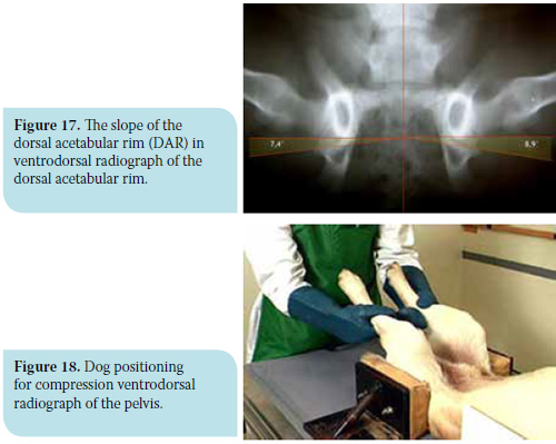 Canine hip dysplasia