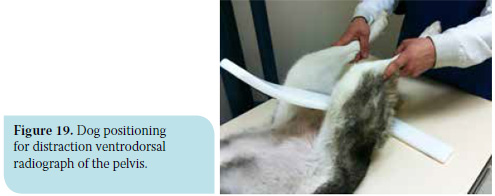 Canine hip dysplasia