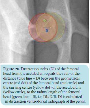 Canine hip dysplasia