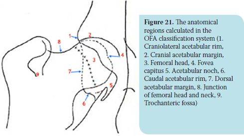 Canine hip dysplasia