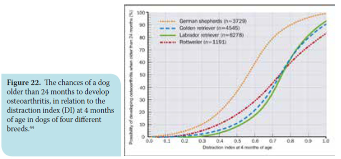 Canine hip dysplasia