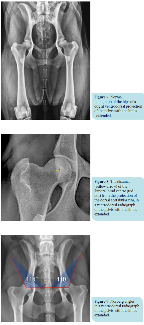 Canine hip dysplasia