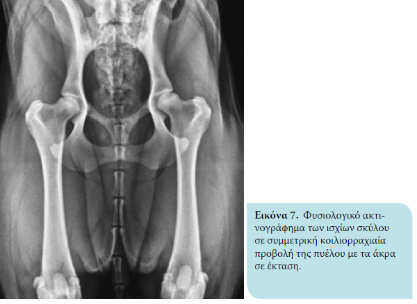 Η δυσπλασία του ισχίου στον σκύλο