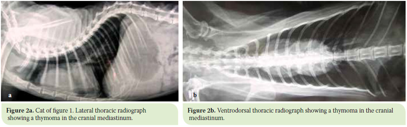 Diagnosis and surgical treatment of thymoma in the cat