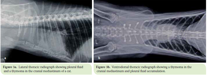 Diagnosis and surgical treatment of thymoma in the cat