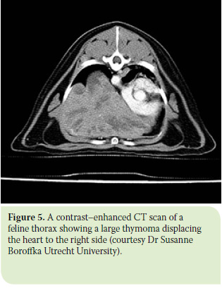 Diagnosis and surgical treatment of thymoma in the cat