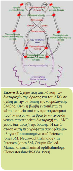 Το χρωματικό αντανακλαστικό της κόρης του οφθαλμού και η εφαρμογή του στην οφθαλμολογία των ζώων συντροφιάς 