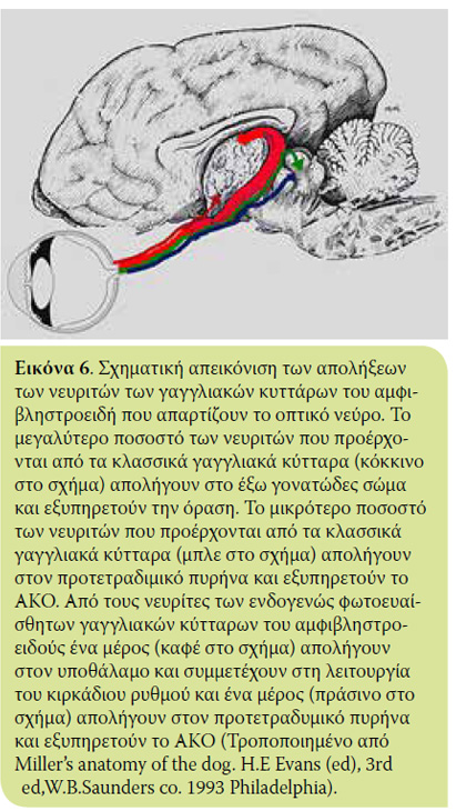 Το χρωματικό αντανακλαστικό της κόρης του οφθαλμού και η εφαρμογή του στην οφθαλμολογία των ζώων συντροφιάς 