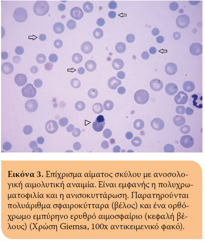 Η ερμηνεία του ερυθροκυτταρογράμματος στο σκύλο και στη γάτα 