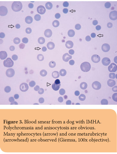 The interpretation of erythrogram in dog and cat 