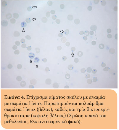 Η ερμηνεία του ερυθροκυτταρογράμματος στο σκύλο και στη γάτα 