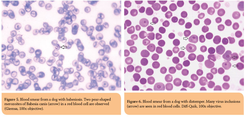 The interpretation of erythrogram in dog and cat 