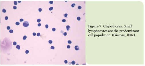 Pleural effusion in the cat: a focus on laboratory diagnosis 