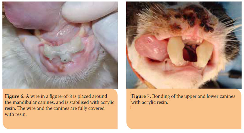 Hellenic Journal of Companion Animal Medicine - Volume 6 - Issue 2 - 2017 - Fractures of the mandible in cats. Retrospective study of 23 cases