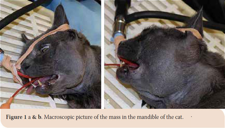 Osteoma of the mandible in a cat