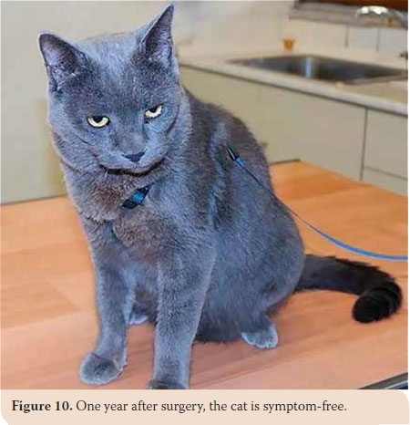 Osteoma of the mandible in a cat