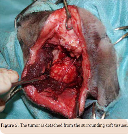 Osteoma of the mandible in a cat