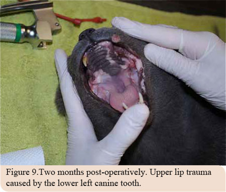 Osteoma of the mandible in a cat