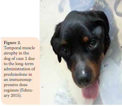 Protein-losing enteropathy in the dog: a report of two clinical cases 