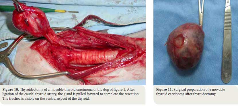  Canine thyroid tumours: diagnosis and treatment 